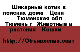  Шикарный котик в поисках дома › Цена ­ 300 - Тюменская обл., Тюмень г. Животные и растения » Кошки   